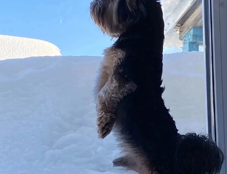 Всемирный день домашних животных