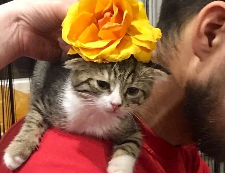 Всемирный день домашних животных