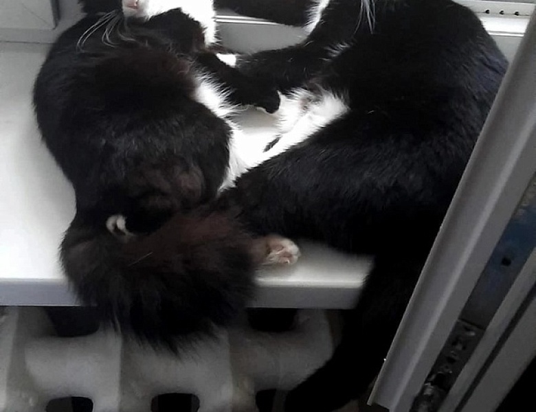 Всемирный день домашних животных