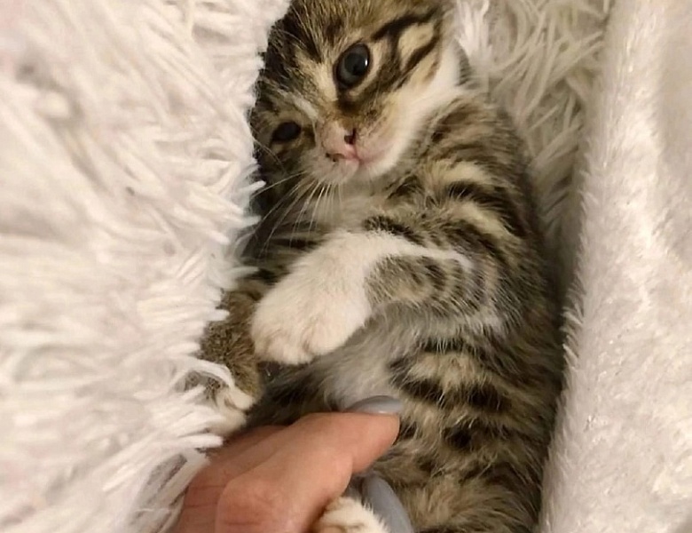 Всемирный день домашних животных