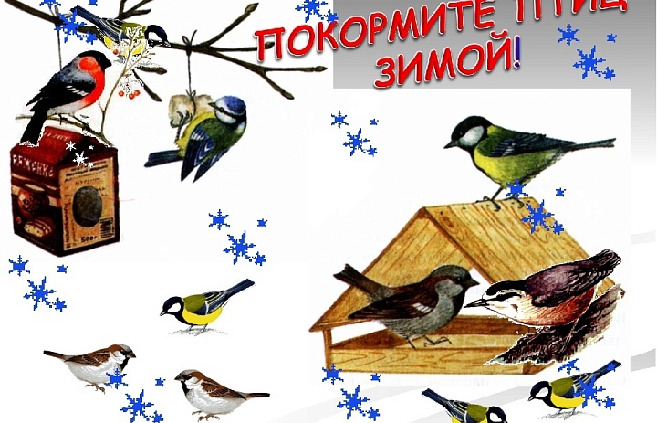 Помоги птицам в зимнее время