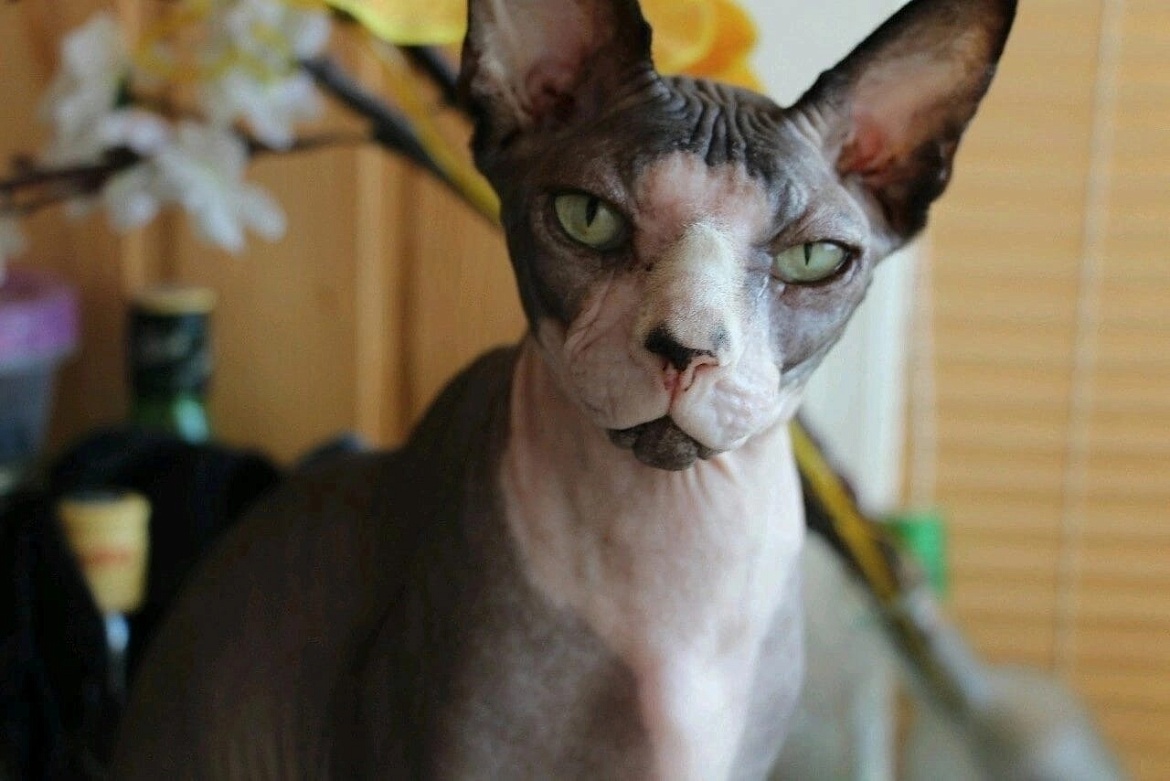 Всемирный день домашних животных