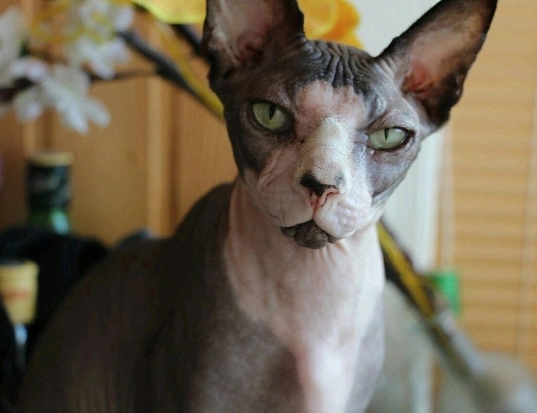 Всемирный день домашних животных