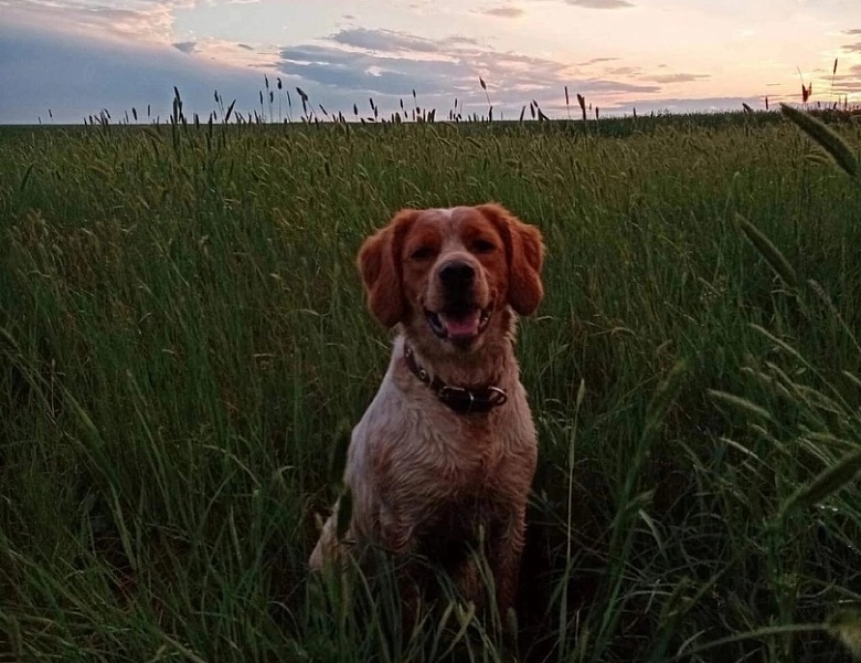 Всемирный день домашних животных