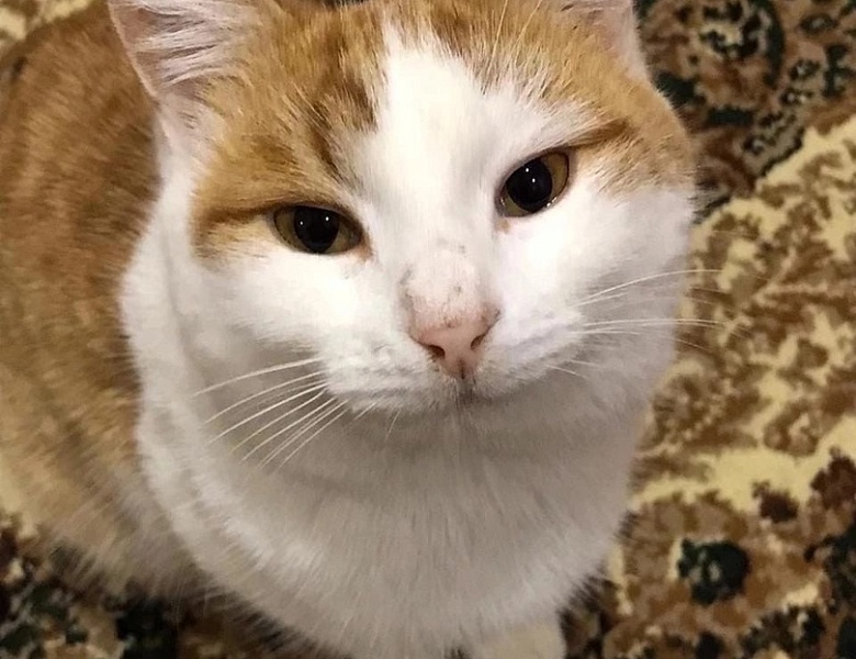 Всемирный день домашних животных